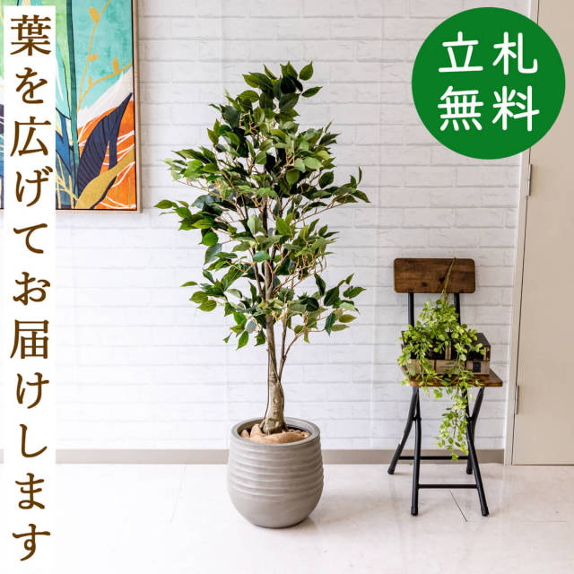 フェイクグリーン フィカス ベンジャミン H約135cm 鉢付き / 観葉植物 フェイク 人工観葉植物 造花 店舗 装飾 開店 開業 移転 祝い ギフト プレゼント おしゃれ 住宅展示場 モデルハウス オフィス 立札無料 PG080-J30