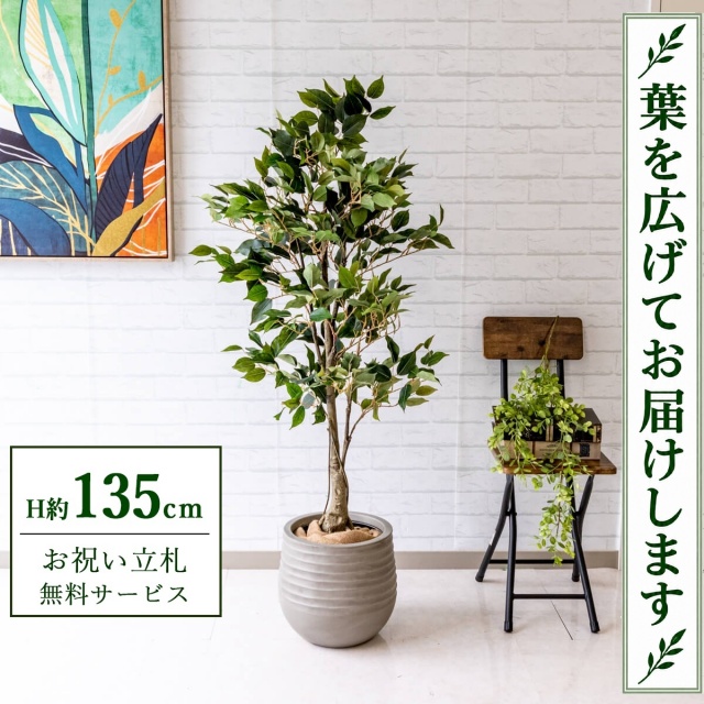 【すぐ飾れる】 フェイクグリーン フィカス ベンジャミン H約135cm 鉢付き / 法人・開店祝い 店舗・オフィス装飾 空間演出 立札無料・造花/PG080-J30