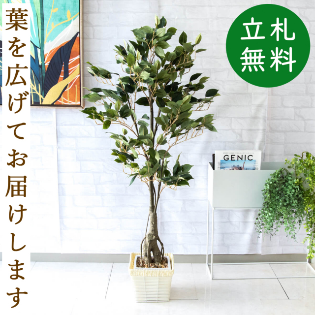 フェイクグリーン フィカス ベンジャミン H約135cm 鉢付き / 観葉植物 フェイク 人工観葉植物 造花 店舗 装飾 開店 開業 移転 祝い ギフト プレゼント おしゃれ 住宅展示場 モデルハウス オフィス 立札無料 PG080-KCS21WH