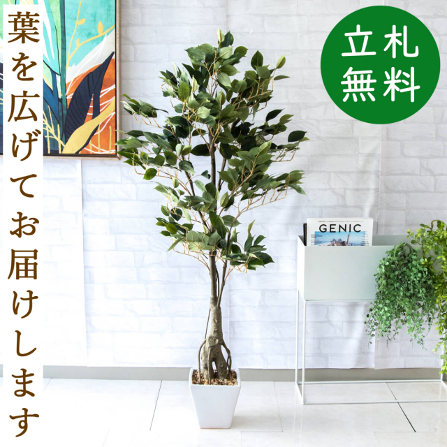 フェイクグリーン フィカス ベンジャミン H約135cm 鉢付き / 観葉植物 フェイク 人工観葉植物 造花 店舗 装飾 開店 開業 移転 祝い ギフト プレゼント おしゃれ 住宅展示場 モデルハウス オフィス 立札無料 PG080