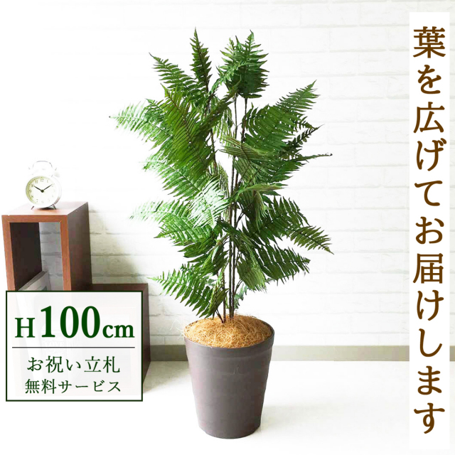 【すぐ飾れる】 フェイクグリーン ハワイアンシダー 100cm  鉢付き / 法人・開店祝い 店舗・オフィス装飾 空間演出 立札無料・造花/PG086-B240BR