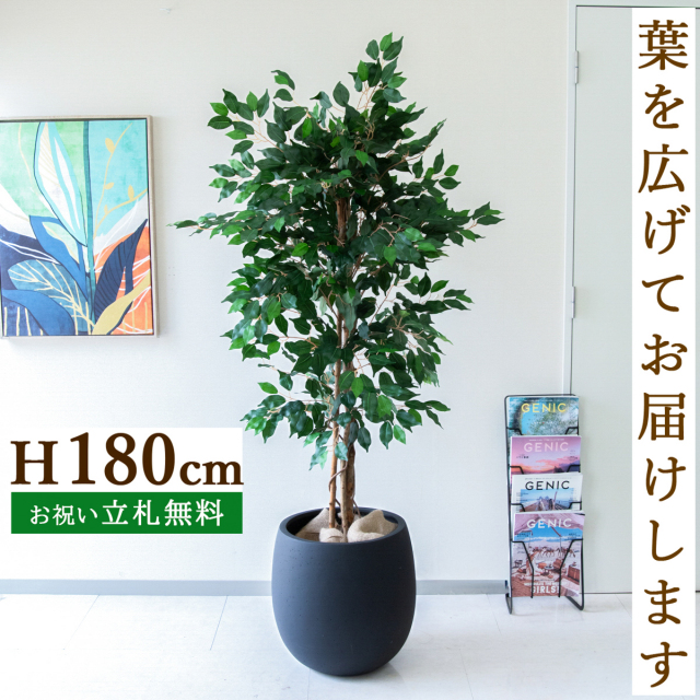 フェイクグリーン フィカス ベンジャミン ツリー H約180cm  鉢付き / 人工観葉植物 観葉植物 フェイク 造花 大型 大きい 店舗 装飾 開店 開業 移転 祝い ギフト プレゼント おしゃれ 住宅展示場 モデルハウス オフィス 立札無料 /PG091-BAL42BK