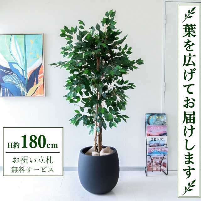 【すぐ飾れる】 フェイクグリーン フィカス ベンジャミン H約180cm 大型 鉢付き / 法人・開店祝い 店舗・オフィス装飾 空間演出 立札無料・造花/PG091-BAL42BK