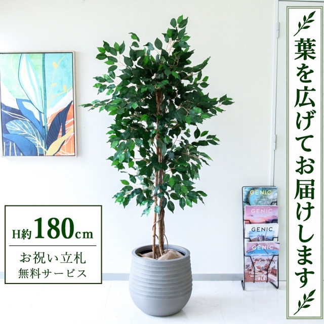 【すぐ飾れる】 フェイクグリーン フィカス ベンジャミン H約180cm 大型 鉢付き / 法人・開店祝い 店舗・オフィス装飾 空間演出 立札無料・造花/PG091-J40