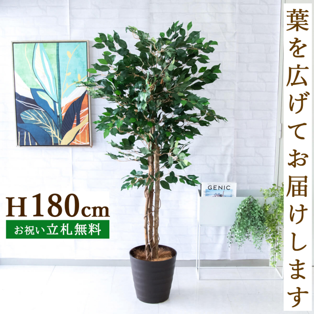 フェイクグリーン フィカス ベンジャミン ツリー H約170cm 鉢付き / 人工観葉植物 観葉植物 フェイク 造花 大型 大きい 店舗 装飾 開店 開業 移転 祝い ギフト プレゼント おしゃれ 住宅展示場 モデルハウス オフィス 立札無料 PG091-M30DB