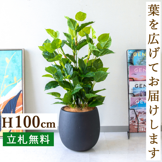 フェイクグリーン フレッシュポトス H約100cm 鉢付き / 人工観葉植物 観葉植物 フェイク 造花 店舗 装飾 開店 開業 移転 祝い ギフト プレゼント おしゃれ 住宅展示場 モデルハウス オフィス 立札無料 /PG093-BAL30BK