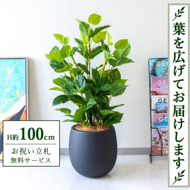 【すぐ飾れる】 フェイクグリーン フレッシュポトス H約100cm 鉢付き / 法人・開店祝い 店舗・オフィス装飾 空間演出 立札無料・造花/PG093-BAL30BK