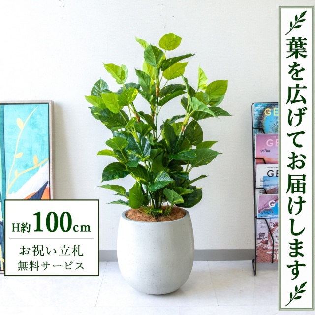 【すぐ飾れる】 フェイクグリーン フレッシュポトス H約100cm 鉢付き / 法人・開店祝い 店舗・オフィス装飾 空間演出 立札無料・造花/PG093-BAL30IV