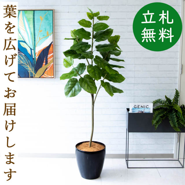フェイクグリーン ウンベラータ H約150cm 鉢付き / 観葉植物 フェイク 人工観葉植物 造花 店舗 装飾 開店 開業 移転 祝い ギフト プレゼント おしゃれ 住宅展示場 モデルハウス オフィス 立札無料 PG096-A300BK