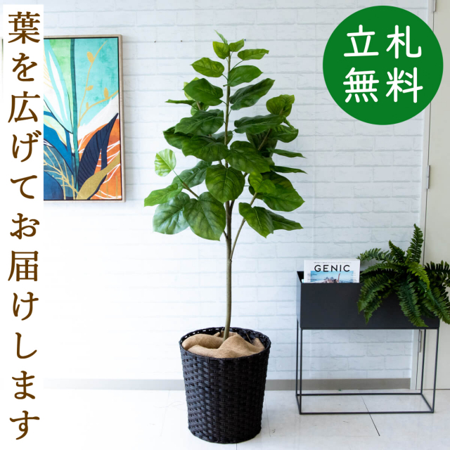 フェイクグリーン ウンベラータ H約150cm 鉢付き / 観葉植物 フェイク 人工観葉植物 造花 店舗 装飾 開店 開業 移転 祝い ギフト プレゼント おしゃれ 住宅展示場 モデルハウス オフィス 立札無料 PG096-MEL38DB
