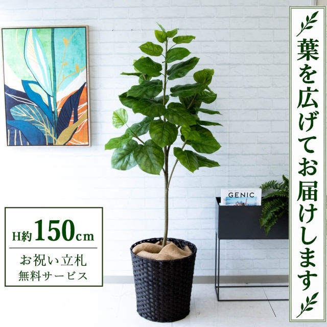 【すぐ飾れる】 フェイクグリーン フィカス ウンベラータ H約150cm 鉢付き / 法人・開店祝い 店舗・オフィス装飾 空間演出 立札無料・造花/PG096-MEL38DB