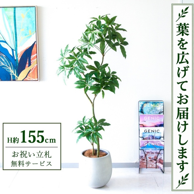 【すぐ飾れる】 フェイクグリーン パキラ H約155cm 鉢付き / 法人・開店祝い 店舗・オフィス装飾 空間演出 立札無料・造花/PG1002-BAL30IV