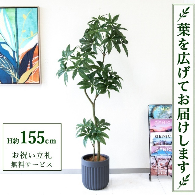 【すぐ飾れる】 フェイクグリーン パキラ H約155cm 鉢付き / 法人・開店祝い 店舗・オフィス装飾 空間演出 立札無料・造花/PG1002-BPK25GY