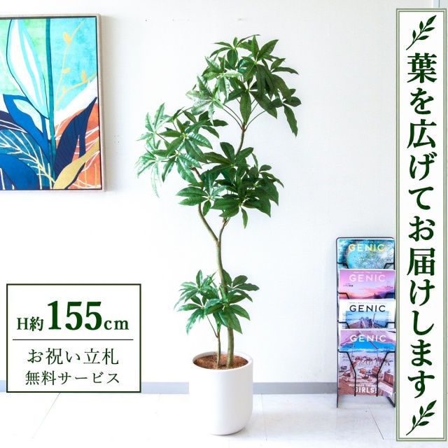 【すぐ飾れる】 フェイクグリーン パキラ H約155cm 鉢付き / 法人・開店祝い 店舗・オフィス装飾 空間演出 立札無料・造花/PG1002-CHC25IV