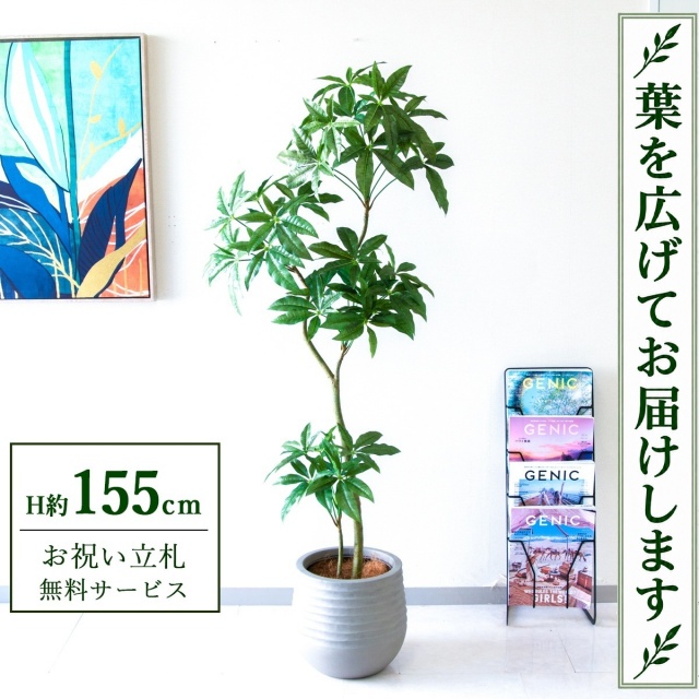 【すぐ飾れる】 フェイクグリーン パキラ H約155cm 鉢付き / 法人・開店祝い 店舗・オフィス装飾 空間演出 立札無料・造花/PG1002-J30