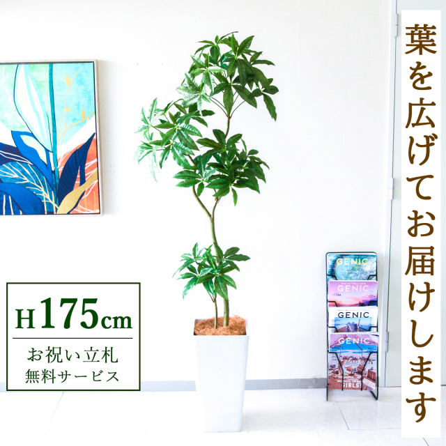 【すぐ飾れる】 フェイクグリーン パキラ 170cm  大型 鉢付き / 法人・開店祝い 店舗・オフィス装飾 空間演出 立札無料・造花/PG1002-Q25WH