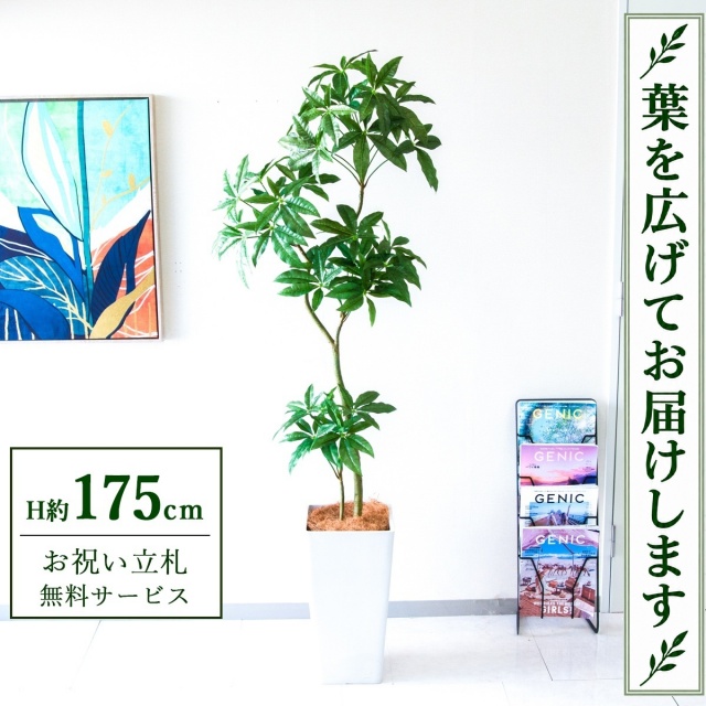 【すぐ飾れる】 フェイクグリーン パキラ H約175cm 大型 鉢付き / 法人・開店祝い 店舗・オフィス装飾 空間演出 立札無料・造花/PG1002-Q25WH