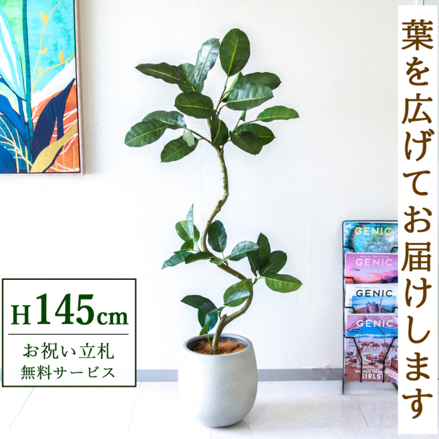 【すぐ飾れる】 フェイクグリーン フィカス ゴムの木 145cm  鉢付き / 法人・開店祝い 店舗・オフィス装飾 空間演出 立札無料・造花/PG1003-BAL30IV