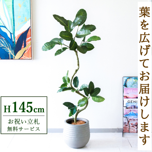 【すぐ飾れる】 フェイクグリーン フィカス ゴムの木 145cm  鉢付き / 法人・開店祝い 店舗・オフィス装飾 空間演出 立札無料・造花/PG1003-J30