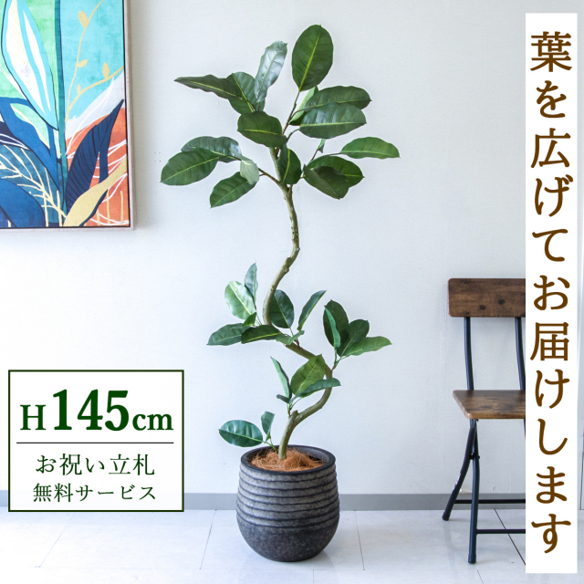 【すぐ飾れる】 フェイクグリーン フィカス ゴムの木 145cm  鉢付き / 法人・開店祝い 店舗・オフィス装飾 空間演出 立札無料・造花/PG1003-J30BK