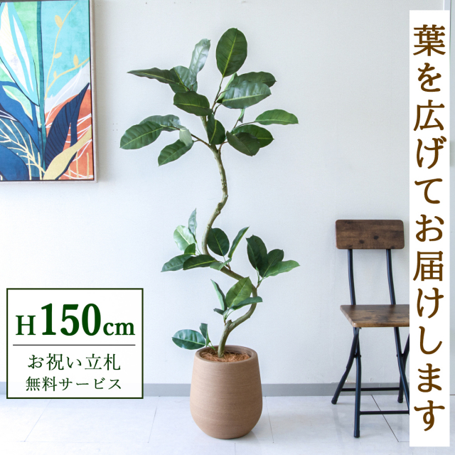 【すぐ飾れる】 フェイクグリーン フィカス ゴムの木 150cm  鉢付き / 法人・開店祝い 店舗・オフィス装飾 空間演出 立札無料・造花/PG1003-KAO27LB