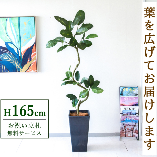 【すぐ飾れる】 フェイクグリーン フィカス ゴムの木 165cm  鉢付き / 法人・開店祝い 店舗・オフィス装飾 空間演出 立札無料・造花/PG1003-Q25BK