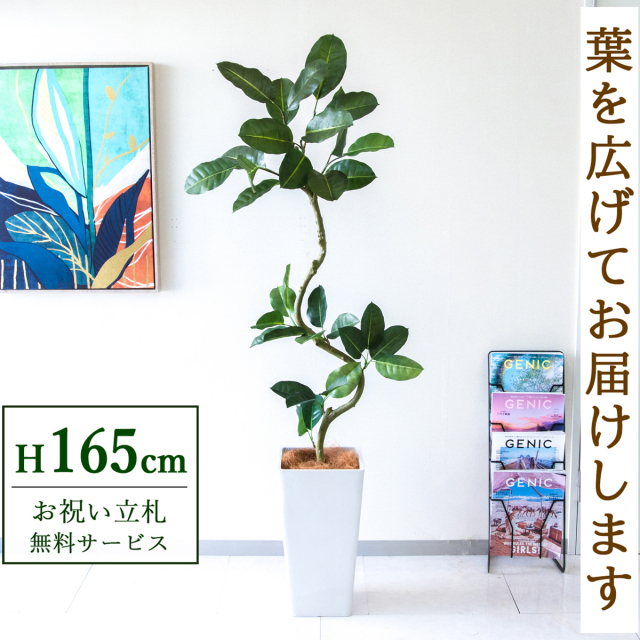 【すぐ飾れる】 フェイクグリーン フィカス ゴムの木 165cm  鉢付き / 法人・開店祝い 店舗・オフィス装飾 空間演出 立札無料・造花/PG1003-Q25WH