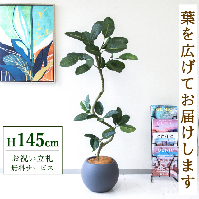 【すぐ飾れる】 フェイクグリーン フィカス ゴムの木 145cm  鉢付き / 法人・開店祝い 店舗・オフィス装飾 空間演出 立札無料・造花/PG1003-ROM32GY