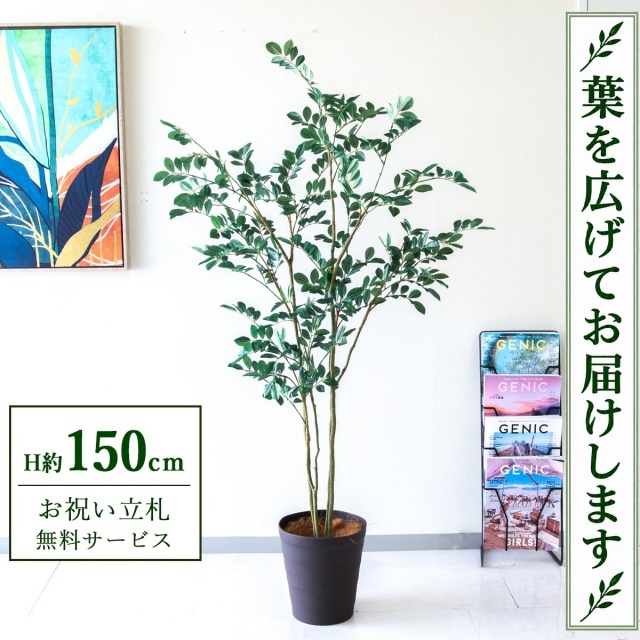 【すぐ飾れる】 フェイクグリーン フィカス ベンジャミン H約150cm 鉢付き / 法人・開店祝い 店舗・オフィス装飾 空間演出 立札無料・造花/PG1004-B240BR