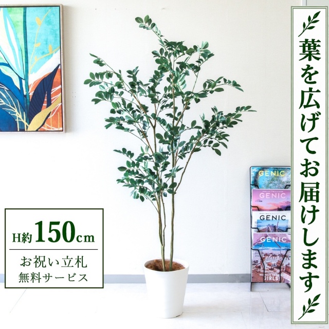 【すぐ飾れる】 フェイクグリーン フィカス ベンジャミン H約150cm 鉢付き / 法人・開店祝い 店舗・オフィス装飾 空間演出 立札無料・造花/PG1004-B240WH