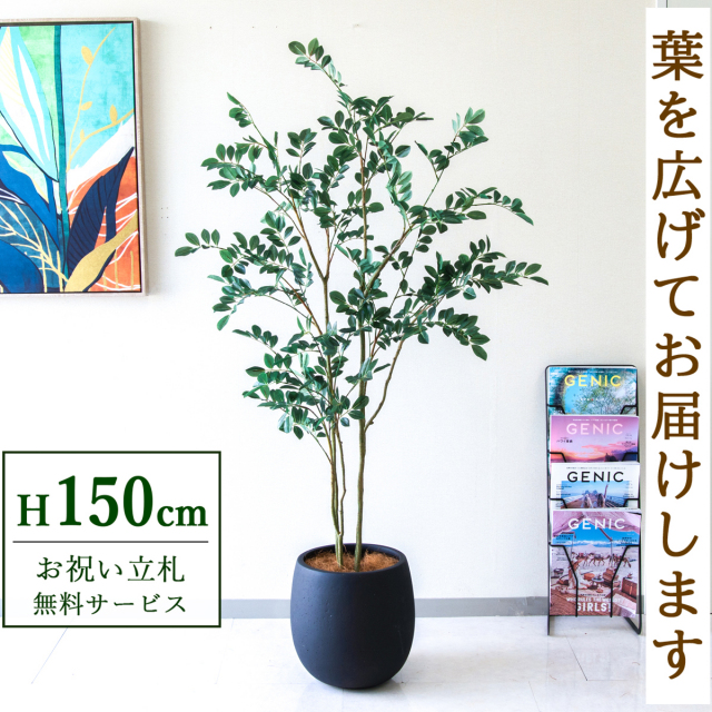 【すぐ飾れる】 フェイクグリーン フィカス ベンジャミン 150cm  鉢付き / 法人・開店祝い 店舗・オフィス装飾 空間演出 立札無料・造花/PG1004-BAL30BK