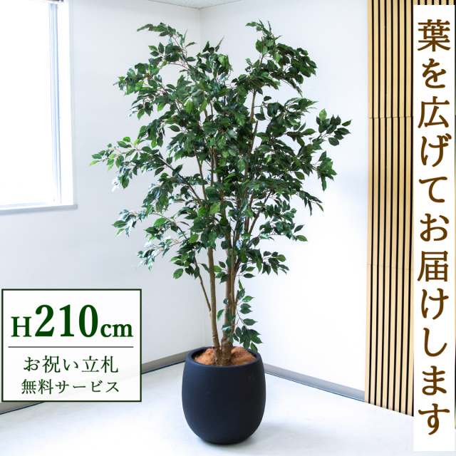 【すぐ飾れる】 フェイクグリーン フィカス ベンジャミン 210cm  鉢付き / 法人・開店祝い 店舗・オフィス装飾 空間演出 立札無料・造花/PG1005-BAL42BK