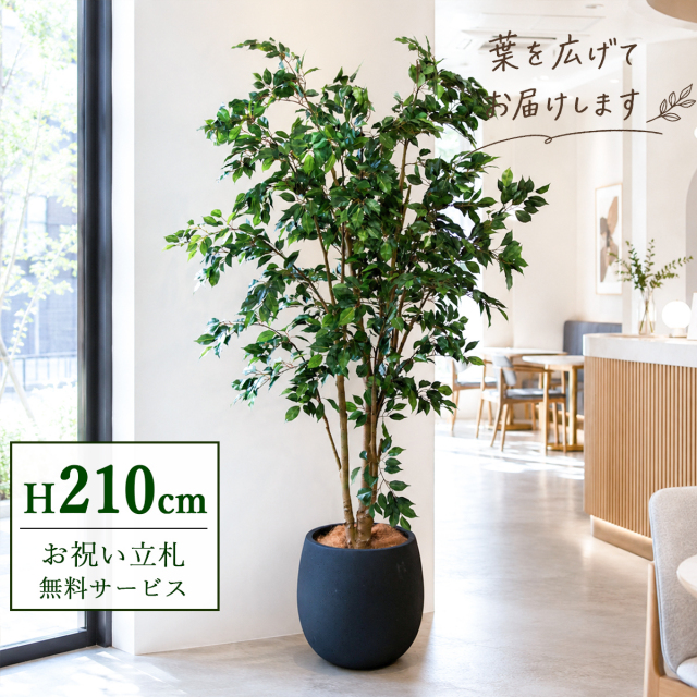 【すぐ飾れる】 フェイクグリーン フィカス ベンジャミン 210cm  鉢付き / 法人・開店祝い 店舗・オフィス装飾 空間演出 立札無料・造花/PG1005-BAL42BK