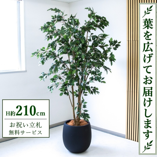 【すぐ飾れる】 フェイクグリーン フィカス ベンジャミン H約210cm 大型 鉢付き / 法人・開店祝い 店舗・オフィス装飾 空間演出 立札無料・造花/PG1005-BAL42BK