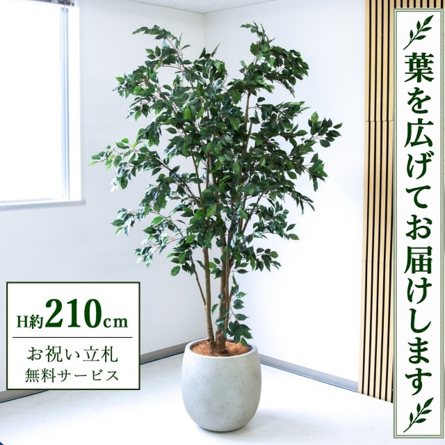 【すぐ飾れる】 フェイクグリーン フィカス ベンジャミン H約210cm 大型 鉢付き / 法人・開店祝い 店舗・オフィス装飾 空間演出 立札無料・造花/PG1005-BAL42IV