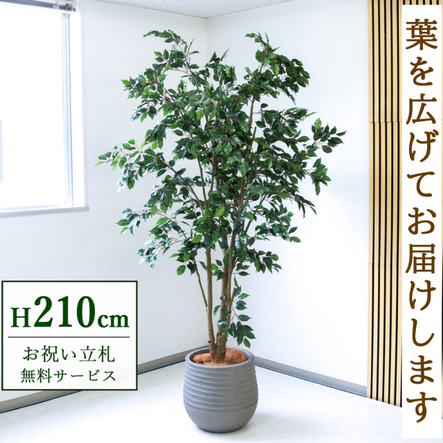 【すぐ飾れる】 フェイクグリーン フィカス ベンジャミン 210cm  鉢付き / 法人・開店祝い 店舗・オフィス装飾 空間演出 立札無料・造花/PG1005-J40