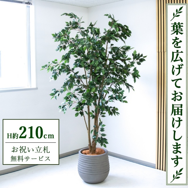 【すぐ飾れる】 フェイクグリーン フィカス ベンジャミン H約210cm 大型 鉢付き / 法人・開店祝い 店舗・オフィス装飾 空間演出 立札無料・造花/PG1005-J40