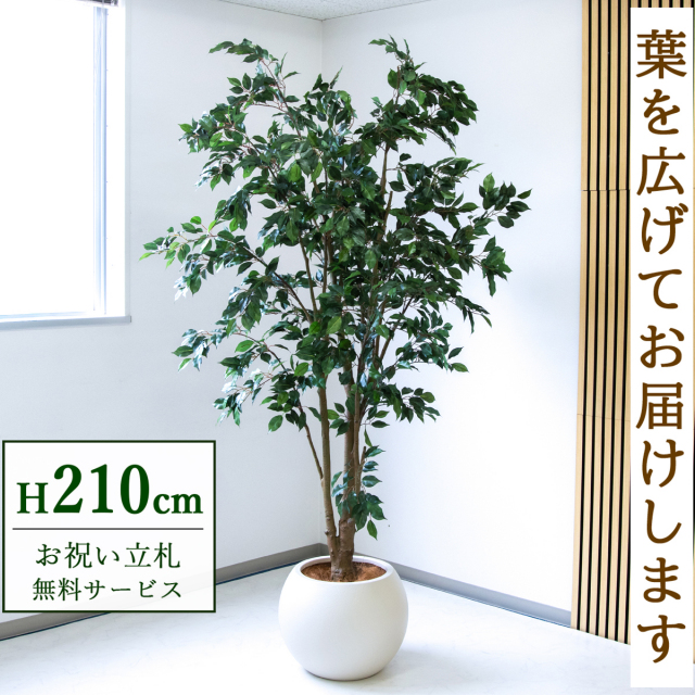 【すぐ飾れる】 フェイクグリーン フィカス ベンジャミン 210cm  鉢付き / 法人・開店祝い 店舗・オフィス装飾 空間演出 立札無料・造花/PG1005-ROM43IV