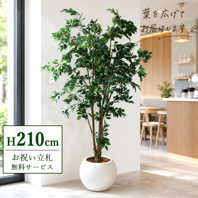 【すぐ飾れる】 フェイクグリーン フィカス ベンジャミン 210cm  鉢付き / 法人・開店祝い 店舗・オフィス装飾 空間演出 立札無料・造花/PG1005-ROM43IV