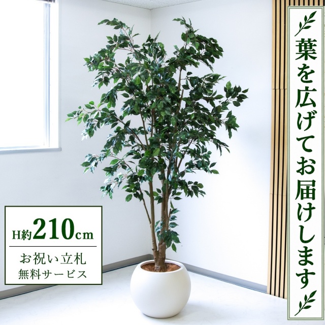 【すぐ飾れる】 フェイクグリーン フィカス ベンジャミン H約210cm 大型 鉢付き / 法人・開店祝い 店舗・オフィス装飾 空間演出 立札無料・造花/PG1005-ROM43IV
