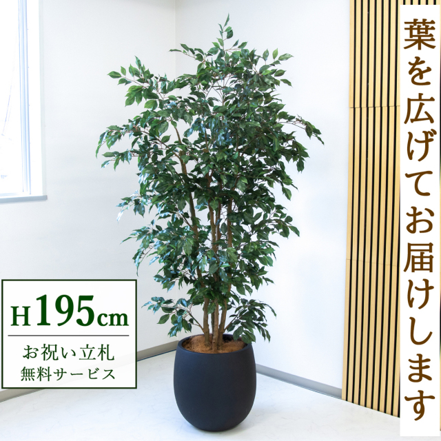 【すぐ飾れる】 フェイクグリーン フィカス ベンジャミン 195cm  大型 鉢付き / 法人・開店祝い 店舗・オフィス装飾 空間演出 立札無料・造花/PG1006-BAL42BK