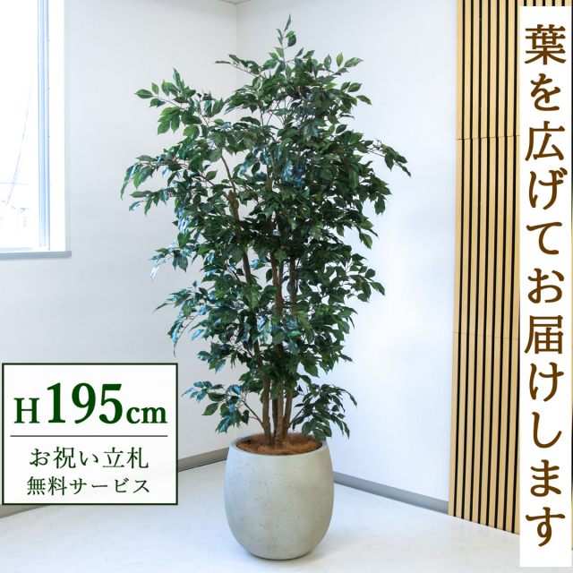 【すぐ飾れる】 フェイクグリーン フィカス ベンジャミン 195cm  大型 鉢付き / 法人・開店祝い 店舗・オフィス装飾 空間演出 立札無料・造花/PG1006-BAL42IV