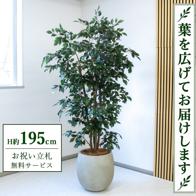 【すぐ飾れる】 フェイクグリーン フィカス ベンジャミン H約195cm 大型 鉢付き / 法人・開店祝い 店舗・オフィス装飾 空間演出 立札無料・造花/PG1006-BAL42IV