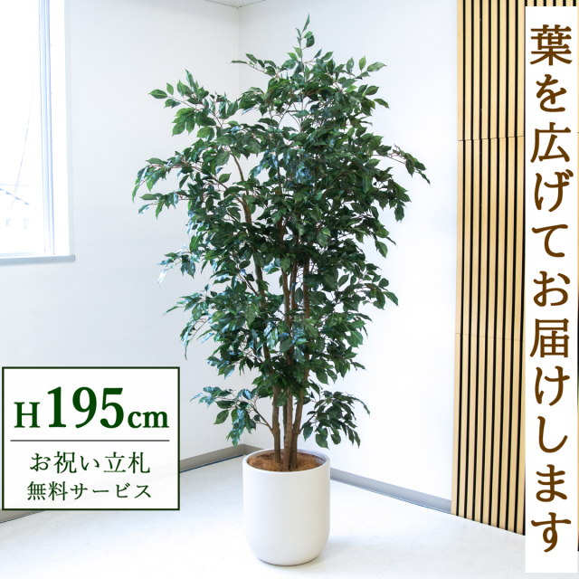 【すぐ飾れる】 フェイクグリーン フィカス ベンジャミン 195cm  大型 鉢付き / 法人・開店祝い 店舗・オフィス装飾 空間演出 立札無料・造花/PG1006-CHC33IV
