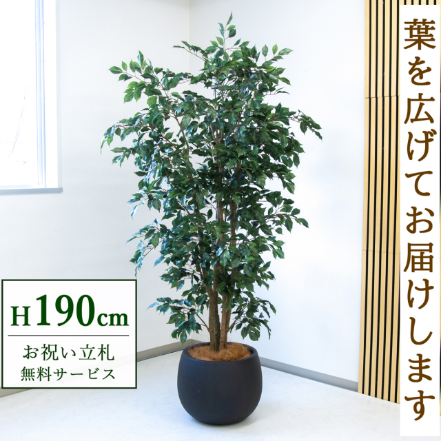 【すぐ飾れる】 フェイクグリーン フィカス ベンジャミン 190cm  大型 鉢付き / 法人・開店祝い 店舗・オフィス装飾 空間演出 立札無料・造花/PG1006-D42BK