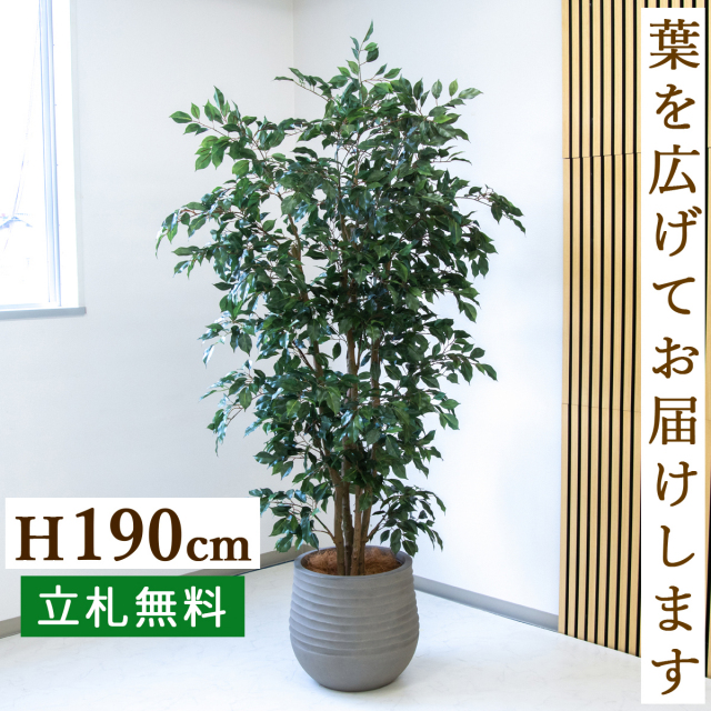 【すぐ飾れる】 フェイクグリーン フィカス ベンジャミン 190cm  大型 鉢付き / 法人・開店祝い 店舗・オフィス装飾 空間演出 立札無料・造花/PG1006-J40