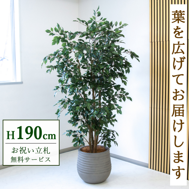 【すぐ飾れる】 フェイクグリーン フィカス ベンジャミン 190cm  大型 鉢付き / 法人・開店祝い 店舗・オフィス装飾 空間演出 立札無料・造花/PG1006-J40