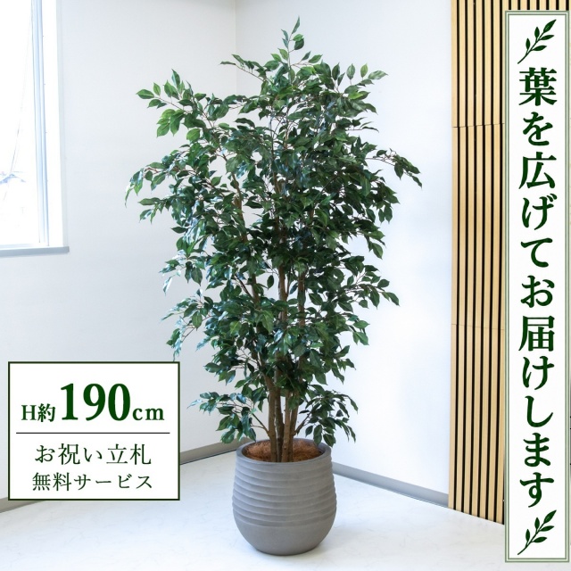 【すぐ飾れる】 フェイクグリーン フィカス ベンジャミン H約190cm 大型 鉢付き / 法人・開店祝い 店舗・オフィス装飾 空間演出 立札無料・造花/PG1006-J40