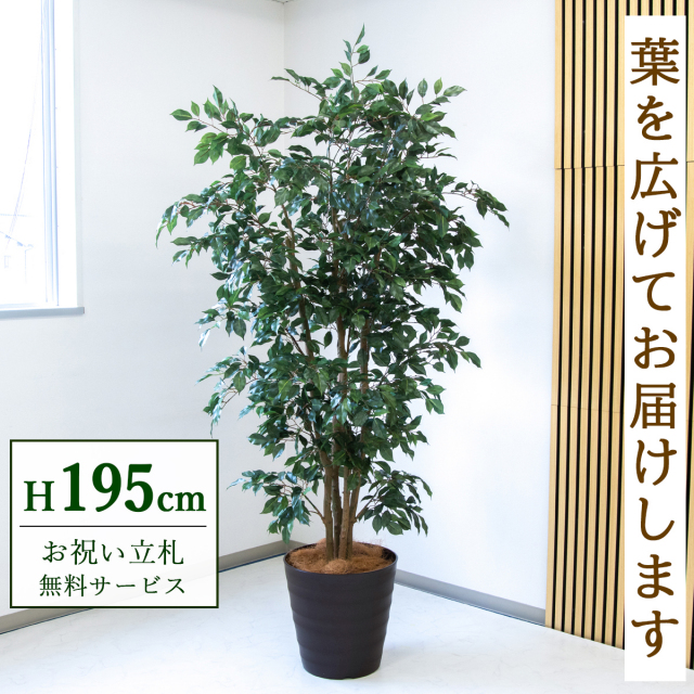 【すぐ飾れる】 フェイクグリーン フィカス ベンジャミン 195cm  大型 鉢付き / 法人・開店祝い 店舗・オフィス装飾 空間演出 立札無料・造花/PG1006-M36DB