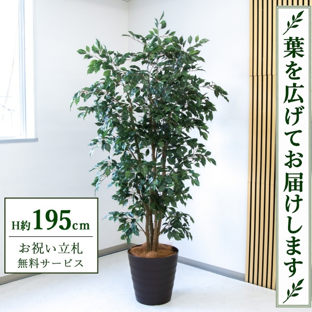 【すぐ飾れる】 フェイクグリーン フィカス ベンジャミン H約195cm 大型 鉢付き / 法人・開店祝い 店舗・オフィス装飾 空間演出 立札無料・造花/PG1006-M36DB